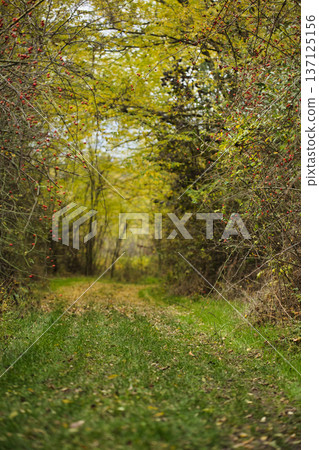 Autumn Forest Path Surrounded by Wild Berries and Trees Autumn Forest Path Surrounded by Wild Berries and Trees 137125156