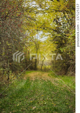 Autumn Forest Path Surrounded by Wild Berries and Trees 137125157