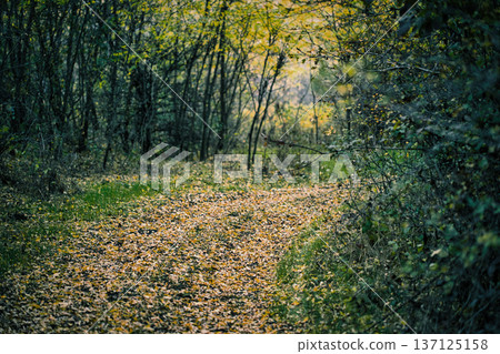 Autumn Forest Path Surrounded by Wild Berries and Trees Autumn Forest Path Surrounded by Wild Berries and Trees 137125158