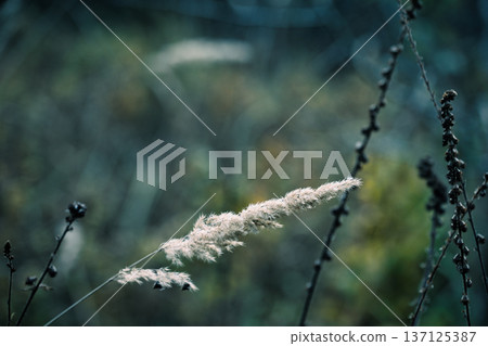 Small Glass Vials with Glow Ring on Dusty Surface Description: Minimal still life of tiny corked glass vials placed inside a glowing ring on a dirty concrete ledge, creating a mysterious fantasy atmos 137125387