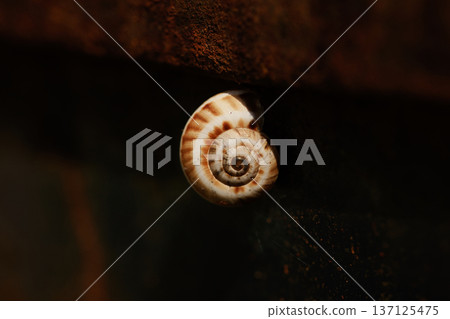 big snail close up on red door, macro photo 137125475
