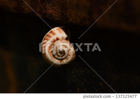 big snail close up on red door, macro photo 137125477