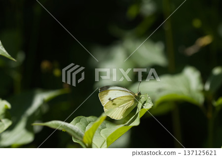 beautiful white butterfly on green leaves, sat down to rest on a sunny day beautiful white butterfly on green leaves, sat down to rest on a sunny day 137125621