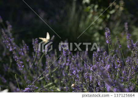 lots of greenery purple flowers and a small white butterfly on a sunny summer day 137125664