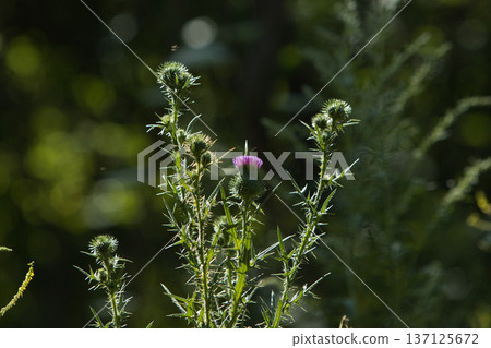 lots of greenery purple flowers and a small white butterfly on a sunny summer day lots of greenery purple flowers and a small white butterfly on a sunny summer day 137125672