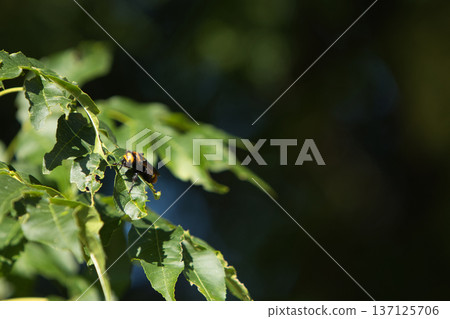 a dangerous hornet made a nest on a green tree in summer a dangerous hornet made a nest on a green tree in summer 137125706