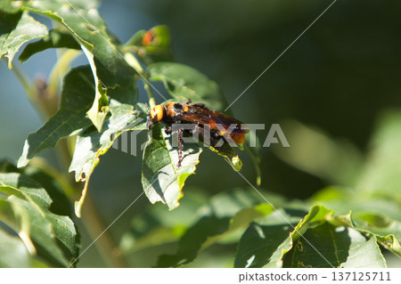 a dangerous hornet made a nest on a green tree in summer 137125711