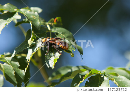 a dangerous hornet made a nest on a green tree in summer a dangerous hornet made a nest on a green tree in summer 137125712
