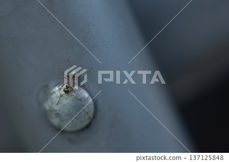 Macro photo of an ant crawling on a metal surface Macro photo of an ant crawling on a metal surface 137125848