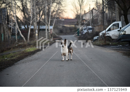 Man walking labradoodle dog on trail on hot day 137125949