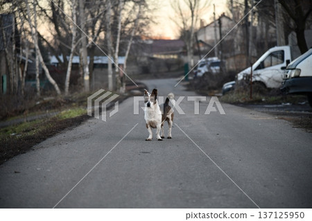 Man walking labradoodle dog on trail on hot day Man walking labradoodle dog on trail on hot day 137125950