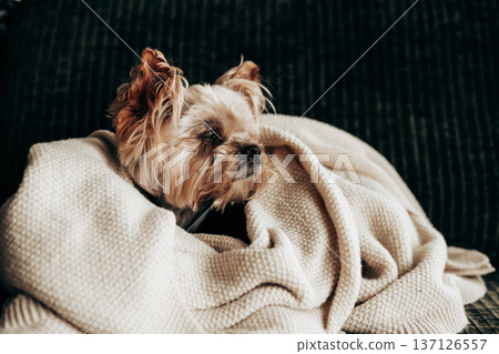 Cute Yorkshire Terrier dog wrapped in a warm white knitted blanket on a sofa. Cozy home atmosphere, indoor pet lifestyle Photography of a sleepy doggy Cute Yorkshire Terrier dog wrapped in a warm white knitted blanket on a sofa. Cozy home atmosphere, indoor pet lifestyle Photography of a sleepy doggy 137126557