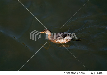 信濃川安樂木灘的鳳頭鼠海豚 137126886