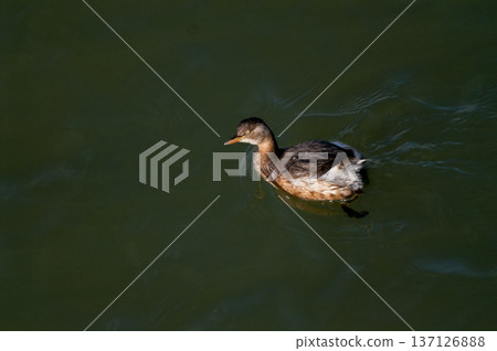 信濃川安樂木灘的鳳頭鼠海豚 137126888