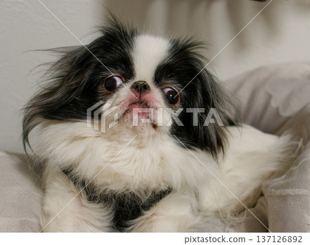 Indoor portrait of a cute Japanese Chin looking up Indoor portrait of a cute Japanese Chin looking up 137126892
