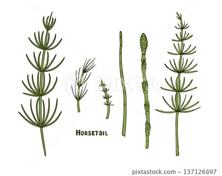 Horsetail, forest and medicinal herbs, handmade ink. Image of the medicinal herb Equisetum arvense. Set of vector botanical illustrations of the horsetail plant in color for medicine in outline 137126897