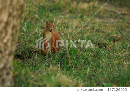 A red squirrel dashing across a grassy field, captured from behind in natural daylight. A red squirrel dashing across a grassy field, captured from behind in natural daylight. 137126933