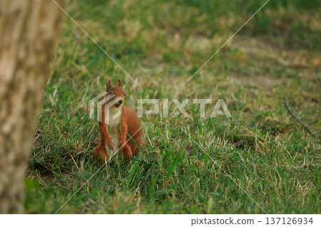 A red squirrel dashing across a grassy field, captured from behind in natural daylight. 137126934