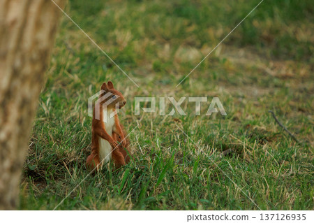 A red squirrel dashing across a grassy field, captured from behind in natural daylight. A red squirrel dashing across a grassy field, captured from behind in natural daylight. 137126935