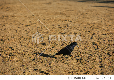 Solitary black crow standing on a sandy lakeshore with calm water in the background, capturing a peaceful wildlife moment in nature with soft evening light. Solitary black crow standing on a sandy lakeshore with calm water in the background, capturing a peaceful wildlife moment in nature with soft evening light. 137126983