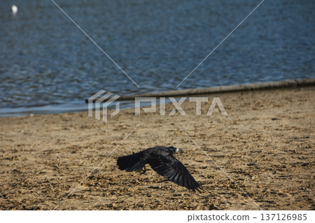 Solitary black crow standing on a sandy lakeshore with calm water in the background, capturing a peaceful wildlife moment in nature with soft evening light. 137126985