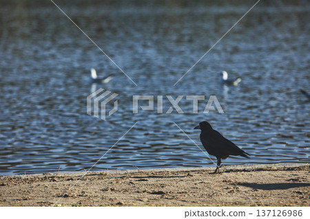 Solitary black crow standing on a sandy lakeshore with calm water in the background, capturing a peaceful wildlife moment in nature with soft evening light. 137126986