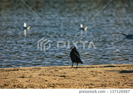 Solitary black crow standing on a sandy lakeshore with calm water in the background, capturing a peaceful wildlife moment in nature with soft evening light. 137126987