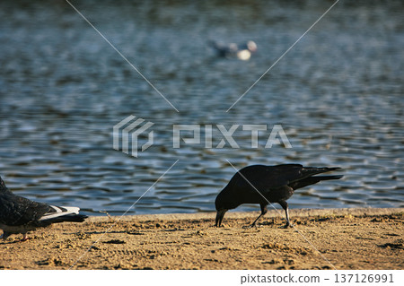 Solitary black crow standing on a sandy lakeshore with calm water in the background, capturing a peaceful wildlife moment in nature with soft evening light. Solitary black crow standing on a sandy lakeshore with calm water in the background, capturing a peaceful wildlife moment in nature with soft evening light. 137126991