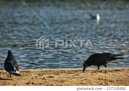 Solitary black crow standing on a sandy lakeshore with calm water in the background, capturing a peaceful wildlife moment in nature with soft evening light. 137126992
