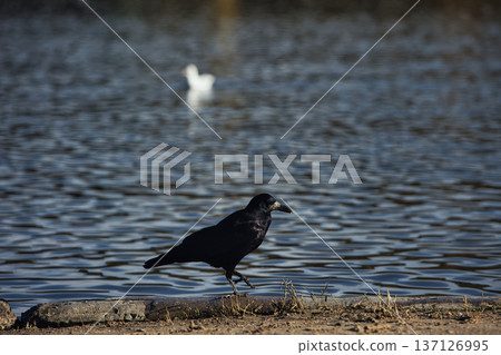 Solitary black crow standing on a sandy lakeshore with calm water in the background, capturing a peaceful wildlife moment in nature with soft evening light. 137126995