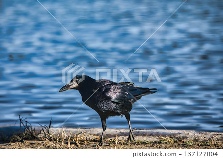 Solitary black crow standing on a sandy lakeshore with calm water in the background, capturing a peaceful wildlife moment in nature with soft evening light. Solitary black crow standing on a sandy lakeshore with calm water in the background, capturing a peaceful wildlife moment in nature with soft evening light. 137127004
