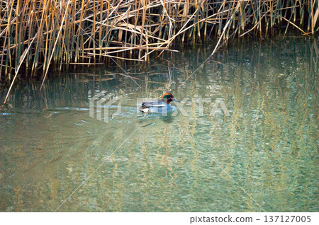 A small duck on the Yasuragi embankment of the Shinano River A small duck on the Yasuragi embankment of the Shinano River 137127005