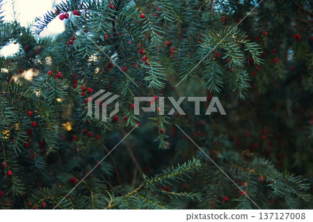 Close-up of vibrant red berry clusters on a shrub in autumn with soft bokeh background, perfect for seasonal nature and botanical themes. 137127008