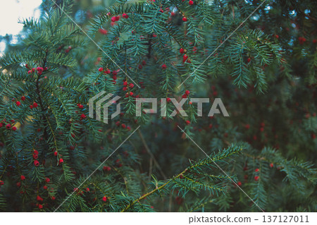 Close-up of vibrant red berry clusters on a shrub in autumn with soft bokeh background, perfect for seasonal nature and botanical themes. Close-up of vibrant red berry clusters on a shrub in autumn with soft bokeh background, perfect for seasonal nature and botanical themes. 137127011
