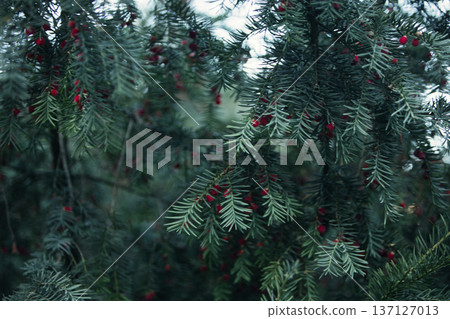 Close-up of vibrant red berry clusters on a shrub in autumn with soft bokeh background, perfect for seasonal nature and botanical themes. 137127013