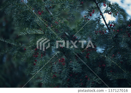 Close-up of vibrant red berry clusters on a shrub in autumn with soft bokeh background, perfect for seasonal nature and botanical themes. Close-up of vibrant red berry clusters on a shrub in autumn with soft bokeh background, perfect for seasonal nature and botanical themes. 137127016