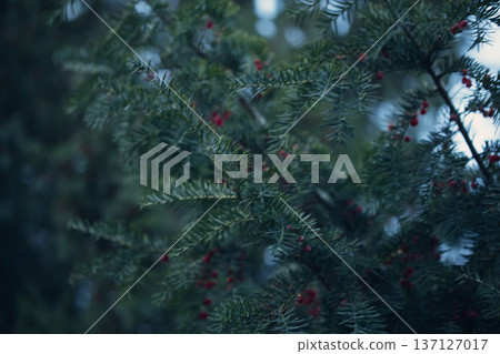 Close-up of vibrant red berry clusters on a shrub in autumn with soft bokeh background, perfect for seasonal nature and botanical themes. 137127017
