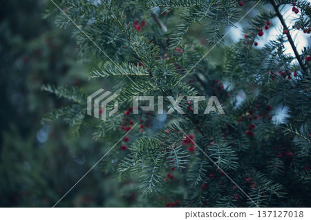 Close-up of vibrant red berry clusters on a shrub in autumn with soft bokeh background, perfect for seasonal nature and botanical themes. Close-up of vibrant red berry clusters on a shrub in autumn with soft bokeh background, perfect for seasonal nature and botanical themes. 137127018
