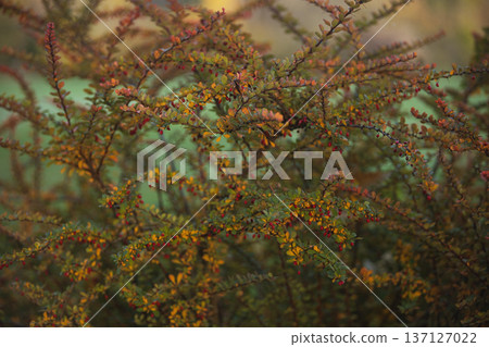 Close-up of vibrant red berry clusters on a shrub in autumn with soft bokeh background, perfect for seasonal nature and botanical themes. 137127022