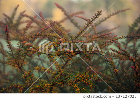 Close-up of vibrant red berry clusters on a shrub in autumn with soft bokeh background, perfect for seasonal nature and botanical themes. Close-up of vibrant red berry clusters on a shrub in autumn with soft bokeh background, perfect for seasonal nature and botanical themes. 137127023