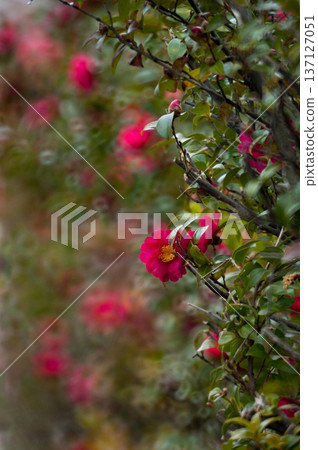 Sasanqua flowers on the Yasuragi embankment of the Shinano River Sasanqua flowers on the Yasuragi embankment of the Shinano River 137127051