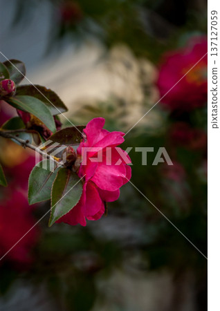 Sasanqua flowers on the Yasuragi embankment of the Shinano River Sasanqua flowers on the Yasuragi embankment of the Shinano River 137127059
