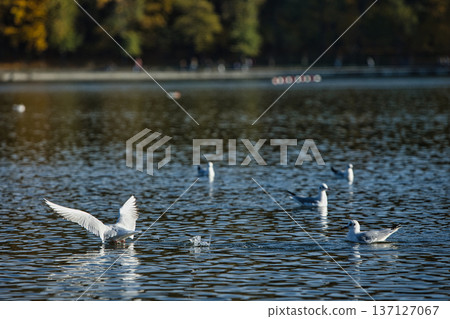 Seagulls splashing and landing on a calm lake surface with wings spread wide, capturing dynamic wildlife action in soft evening sunlight. Seagulls splashing and landing on a calm lake surface with wings spread wide, capturing dynamic wildlife action in soft evening sunlight. 137127067