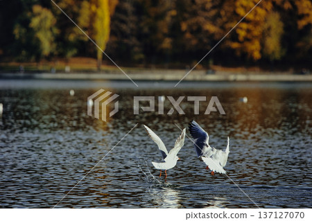 Seagulls splashing and landing on a calm lake surface with wings spread wide, capturing dynamic wildlife action in soft evening sunlight. Seagulls splashing and landing on a calm lake surface with wings spread wide, capturing dynamic wildlife action in soft evening sunlight. 137127070