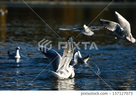 Seagulls splashing and landing on a calm lake surface with wings spread wide, capturing dynamic wildlife action in soft evening sunlight. 137127073