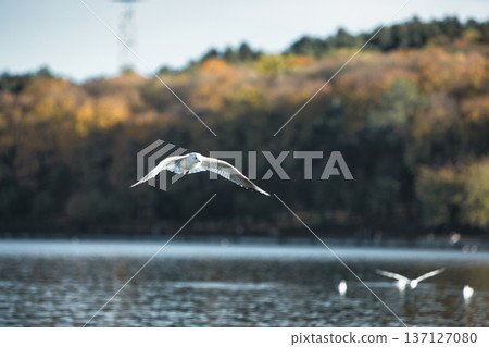 Seagulls splashing and landing on a calm lake surface with wings spread wide, capturing dynamic wildlife action in soft evening sunlight. Seagulls splashing and landing on a calm lake surface with wings spread wide, capturing dynamic wildlife action in soft evening sunlight. 137127080
