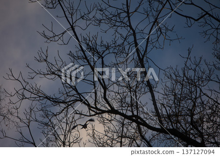 Flock of black crows perched and flying among bare tree branches against a dramatic cloudy blue sky, creating a moody autumn wildlife scene. Flock of black crows perched and flying among bare tree branches against a dramatic cloudy blue sky, creating a moody autumn wildlife scene. 137127094