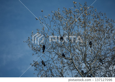 Flock of black crows perched and flying among bare tree branches against a dramatic cloudy blue sky, creating a moody autumn wildlife scene. 137127096
