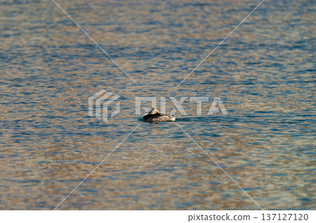 Shinano River, Yasuragi Embankment, Crowned Sea Bream Shinano River, Yasuragi Embankment, Crowned Sea Bream 137127120