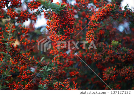 Autumn shrub with small red berries and colorful leaves in warm fall tones, captured with shallow depth of field and soft natural background. Autumn shrub with small red berries and colorful leaves in warm fall tones, captured with shallow depth of field and soft natural background. 137127122